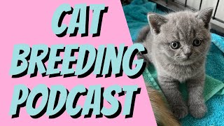 The Truth About Why I Don’t Consider Myself a Cat Breeding Mentor [upl. by Neret]