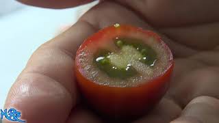 ⟹ Mini Kumato tomato  Solanum lycopersicum  Tomato review 2018 [upl. by Hurlow]