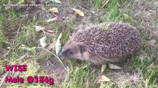 Emaciated amp Ticks Hedgehog Rescue Luton Vets4Pets  Hornbeam Wood Hedgehog Sanctuary [upl. by Leasia]