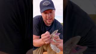 Removing Ticks from Lizards Ears [upl. by Atterbury]