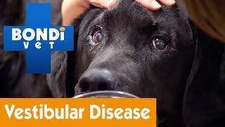 How To Treat Your Dog From Vestibular Disease  Pet Health [upl. by Recor963]