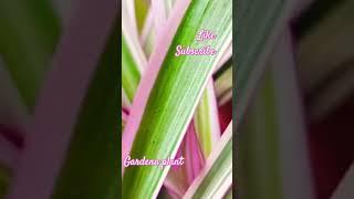 Indoor plant gardena plant long leaf with pink and green colour 🩷🩷🩷💚💚💚💚 [upl. by Iago]