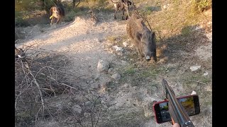 Fierce pig is coming upon us  Azılı domuz üzerimize geliyor Turkey wild boar hunting [upl. by Aitam]