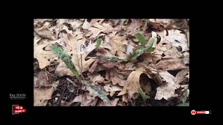 A Walk In The Woods with Erythronium albidum ‘White Trout Lily’ Ep 31 [upl. by Ellesij]