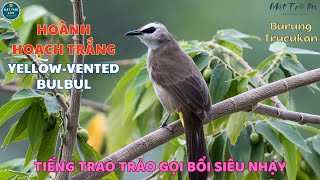 ✅Tiếng chim Hoành hoạch trắng mồi chuẩn  Hoành hoạch mốc Trao trảo ✅Yellowvented Bulbul Trucukan [upl. by Eulaliah896]