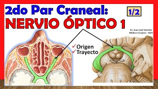 🥇 2do Par Craneal  NERVIO ÓPTICO 1 de 2 Origenes Trayecto Relaciones [upl. by Marella]