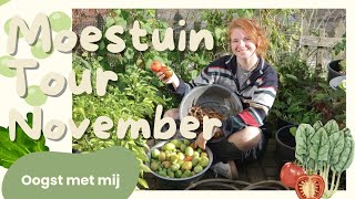 Moestuin TOUR November  Laatste oogst verzamelen tomaten bonen pepers en paprika [upl. by Razec450]