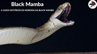 6 Casos de Mordida da Black Mamba  Biólogo Henrique o Biólogo das Cobras [upl. by Ennaillij]