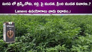 Dhanuka Lanevo Insecticide Lanevo Dhanuka New Insecticide  Lanevo Insecticide Telugu  Lanevo [upl. by Isied173]