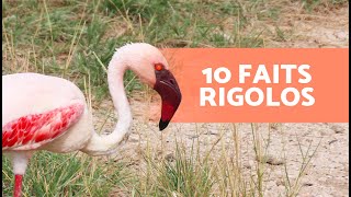 10 CURIOSITÉS sur les FLAMANTS ROSES qui vont vous surprendre 🦩😯 [upl. by Celene220]