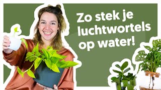 Luchtwortels stekken Zo doe je dat🌱  De Stamgasten [upl. by Ardnuasal400]