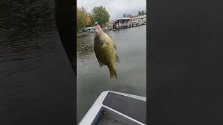 Just some panfishingfishing bluegill panfish ultralightfishing [upl. by Ker195]