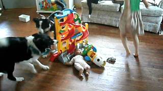 border collies herding kids [upl. by Kajdan778]