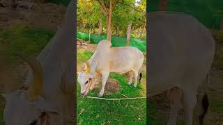 karur vellai குழந்தை மனசு ❣️ fashiontrends jallikattu shorts viralvideo [upl. by Fabyola967]