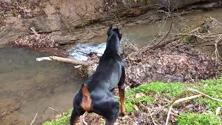 Kruz the Doberman Pinscher tracking his prey  Guard Dog instincts [upl. by Haroldson]