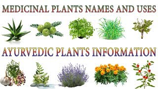 Medicinal Plants And Their Uses  20 Ayurvedic Plants Names  Medicinal Herbs You Can Grow [upl. by Deanna]