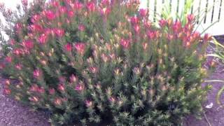 Leucadendron salignum Winter Red [upl. by Hallvard]