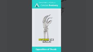 Opposition of Thumb  Hand Anatomy Opposition amp Reposition Pincer Grasp  Concise Anatomy [upl. by Javier]