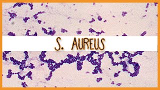 Staphylococcus Aureus [upl. by Cave874]