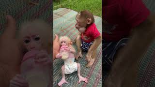 Beautiful baby monkey drinking milk reels monkey reelsvideo movie animals cartoon [upl. by Enier]