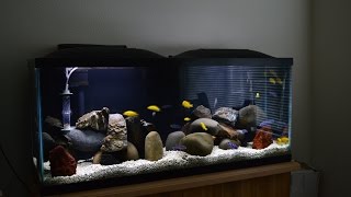 African Cichlids  Mbuna Stripping  Demasoni amp Yellow Labs  Water Change  Breeding Colony [upl. by Ahsema]