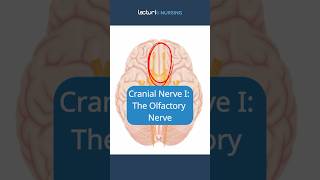 Cranial Nerves I Explained 👃 OlfactoryNerve CranialNerves NursingStudent nclex [upl. by Notserk]