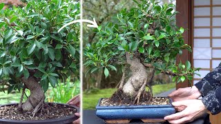 Making a Ficus Bonsai tree [upl. by Alabaster935]