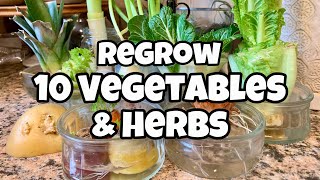 10 Vegetables You Can Regrow from Kitchen Scraps  Get FREE SEEDS [upl. by Akemihs864]