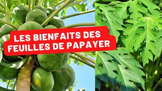 La Feuille de Papaye le Remède Miracle [upl. by Iraj328]