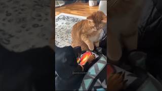 Cat vs dog so happy and funny 🤣🤣 shortsvideo funnypets shortsvideo funnyanimal animals [upl. by Sella507]