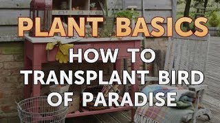 How to Transplant Bird of Paradise [upl. by Cecile937]