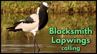 BLACKSMITH LAPWING calls  the typical anvil call and the territorial call [upl. by Ahtram]