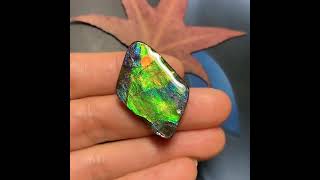 Canadian Gemstone Ammonite Ammolite Fossil ammolite gemstone ammonite naturalgems gem fossil [upl. by Ashlan]