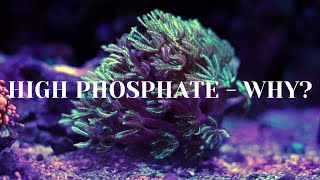 High Phosphates  Explained Why [upl. by Ssur]