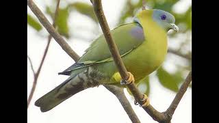 Treron phoenicopterus Yellow footed Green Pigeon [upl. by Eillen]