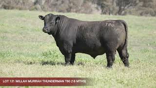 LOT 121 MILLAH MURRAH THUNDERMAN T80 [upl. by Roinuj]