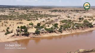 Live Wildebeest Crossing at Mara River at Kogatende in the Serengeti National Park [upl. by Rehpotsrihc]