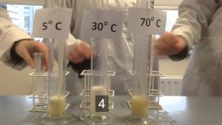 Effect of temperature catalase action [upl. by Akerehs]