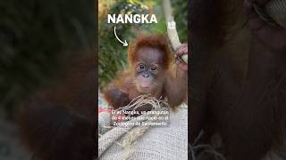 Orangután bebé fue enviado a Atlanta para ser criado por mamá adoptiva [upl. by Noneek]