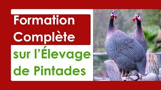 Élevage de Pintades LE GUIDE COMPLET POUR DÉBUTANT [upl. by Leinaj842]