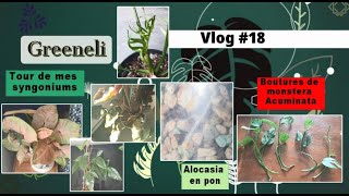 Vlog plantes18  tous mes syngoniums alocasia en pon bouturage monstera acuminata août 2023 [upl. by Uot]