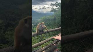 Unbelievable Magic Trick Monkey Can’t Believe His Eyes 🙉 monkey magic [upl. by Nylla493]