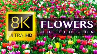 Worlds Most Beautiful FLOWERS 8K ULTRA HD [upl. by Diandra]