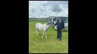 Eskdale pony club open show Sunday 6th July underburnmouth [upl. by Arella526]