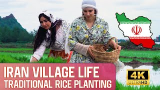 Traditional Rice Planting in Iran Village Life  کاشت سنتی برنج در گیلان  4K [upl. by Selinski100]