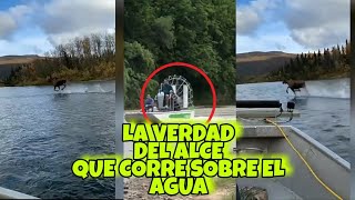 La VERDAD del ALCE QUE CORRE SOBRE el AGUA [upl. by Ardnovahs]