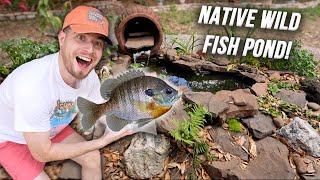 Stocking WILD FISH In My Backyard Pond  Native Fish Pond Ft Bluegill [upl. by Pas]