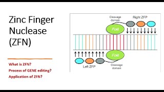 Gene Editing Zinc Finger Nuclease part2 Process of gene editing  Applications biotechnology [upl. by Oilalue]