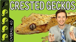 Crested Gecko The Best Pet Reptile [upl. by Legim328]