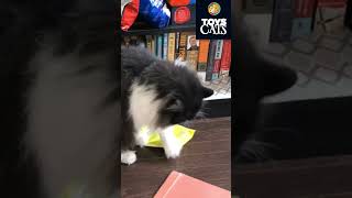 STROD OPEN UP TREAT BAG SOUND cat catlover adorableanimals [upl. by Baiss550]